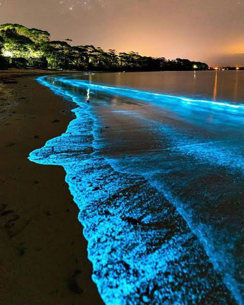 Glowing bioluminescent waves along a dark shoreline at night